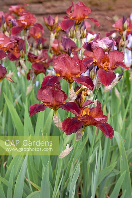 Iris x germanica 'Caliente' - Iris barbu 'Caliente'