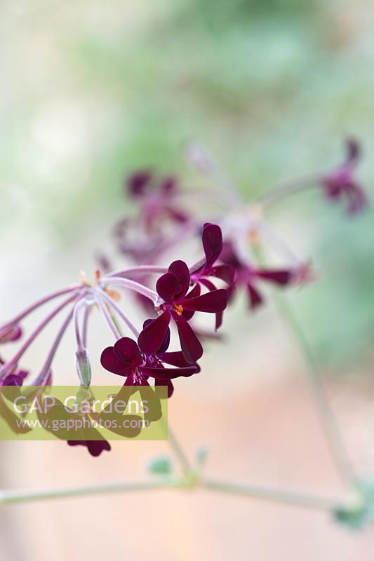 Pelargonium sidoides - Géranium sud-africain