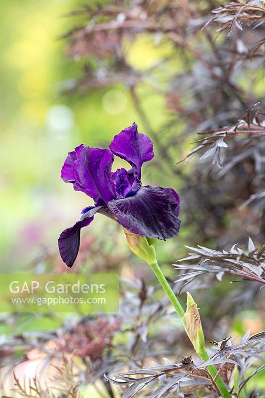 Iris 'Réglisse Stick' et Anthriscus sylvestris 'Ravenswing' - Cow Persil 'Ravenswing '