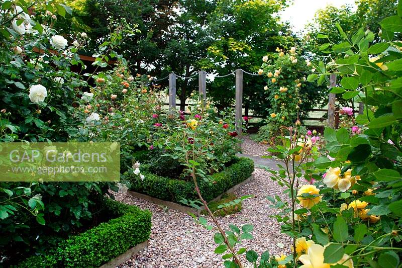 Parterres de fleurs aux bords de Buxus dans la roseraie traditionnelle, dans le jardin de la créatrice Karen Tatlow.
