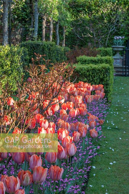 Parterre de printemps avec Tulipa 'Amazone' - Tulipe 'Amazone '.