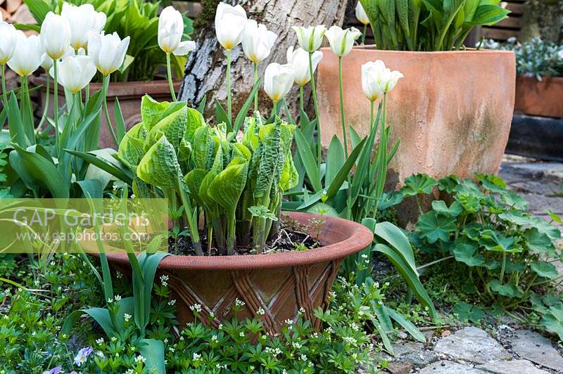 Hosta - Plantain Lily ou Funkia - en pot avec Tulipa - Tulip - et Galium odoratum - Woodruff - et Alchemilla - LadyÂ´s Mantle - à proximité