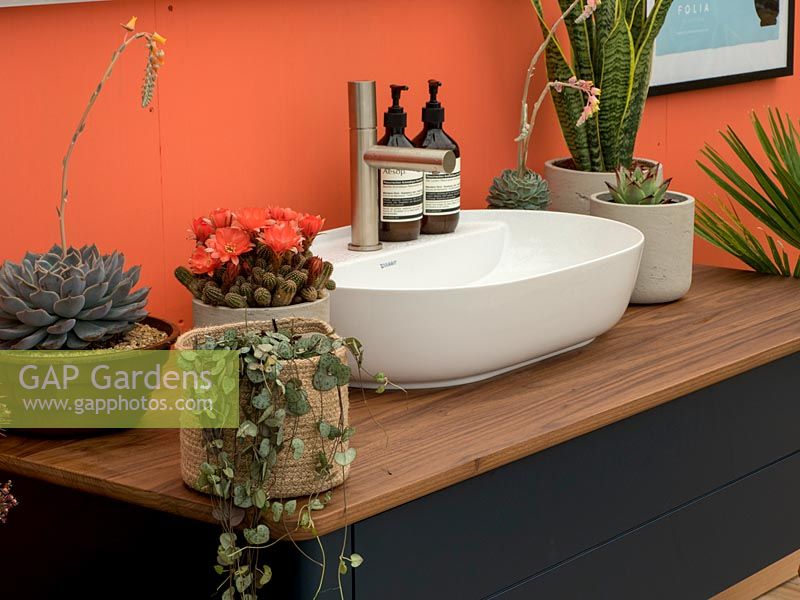 Plantes succulentes et cactus fleuris dans une salle de bain