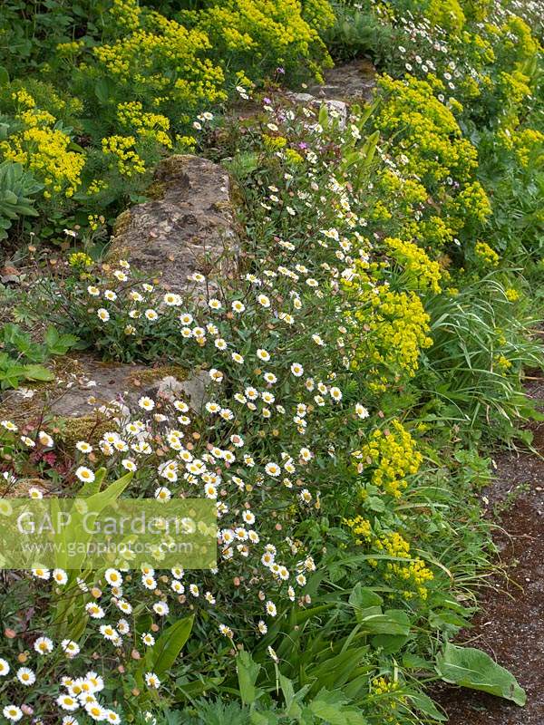 Erigeron karvinskianus et Euphorbia cyparissias - Euphorbe de Chypre - poussant sur la paroi rocheuse