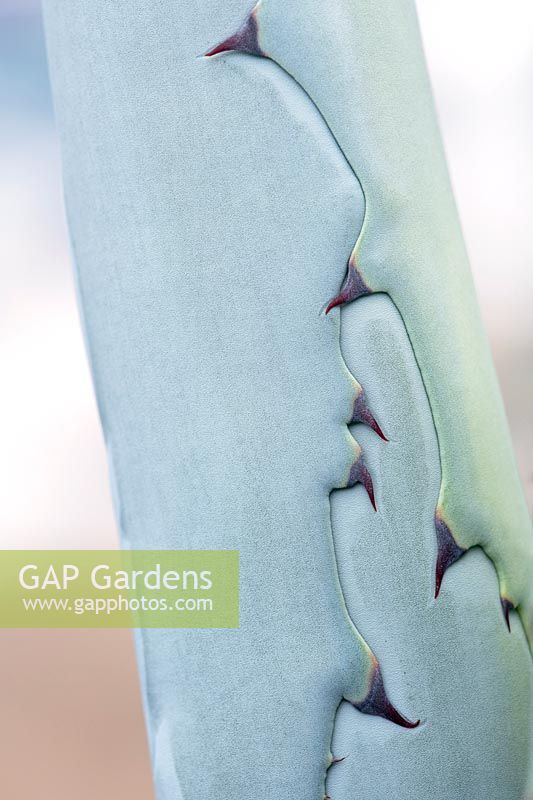 Agave franzosinii - Majestic Agave - close up detail des feuilles et des épines