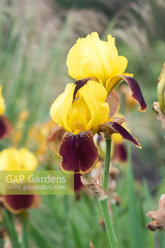 Iris barbu 'Rajah'