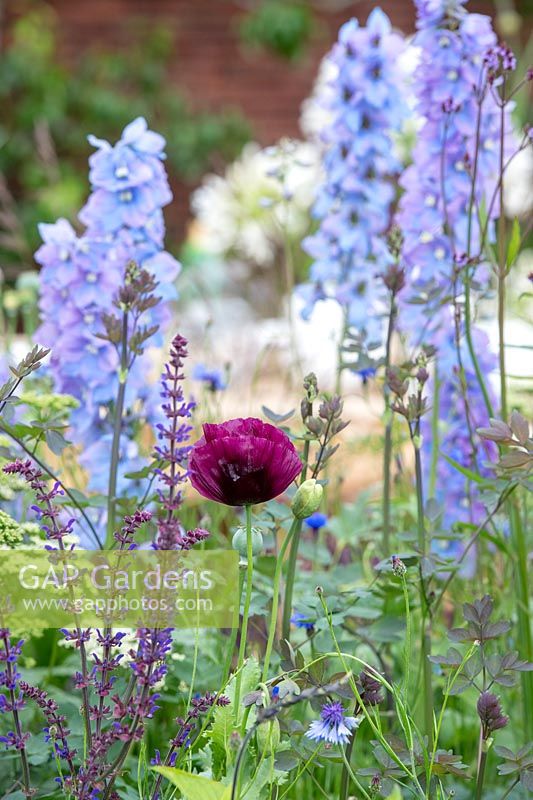 Papaver somniferum - Coquelicot - avec Delphinium et Salvia 'Crystal Blue' en parterre de fleurs dans 'The Wedgwood Garden'
