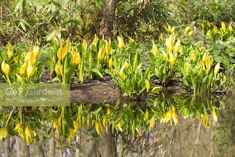Lysichiton americanus - Chou mouffette jaune à Fairhaven Water Gardens Norfolk, Royaume-Uni