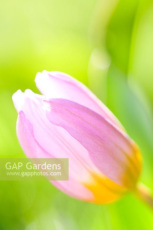 Tulipa bakeri 'Lilac Wonder' - Fleur fermée