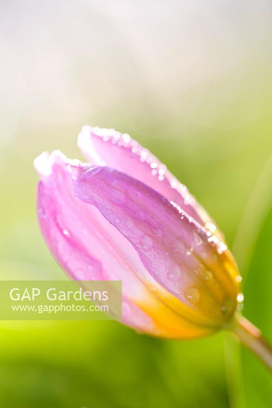 Tulipa bakeri 'Lilac Wonder' - Fleur fermée avec des gouttes de pluie