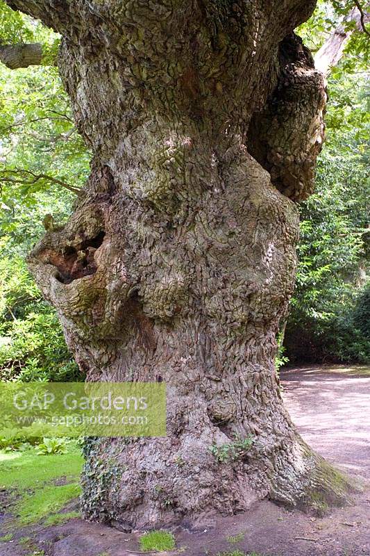 Quercus robar - Chêne vieux de 950 ans 'King Oak' à Fairhaven Garden Trust Norfolk, Royaume-Uni