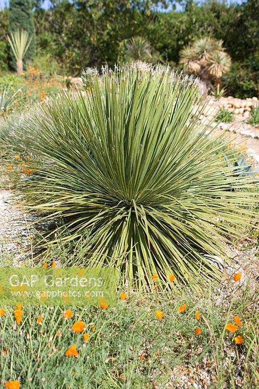Dasylirion serratifolium dans le jardin du désert