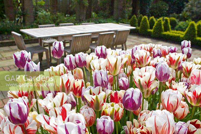 Tulipa - Tulipes cassées à l'ancienne avec vue sur table et chaises de jardin en bois.
