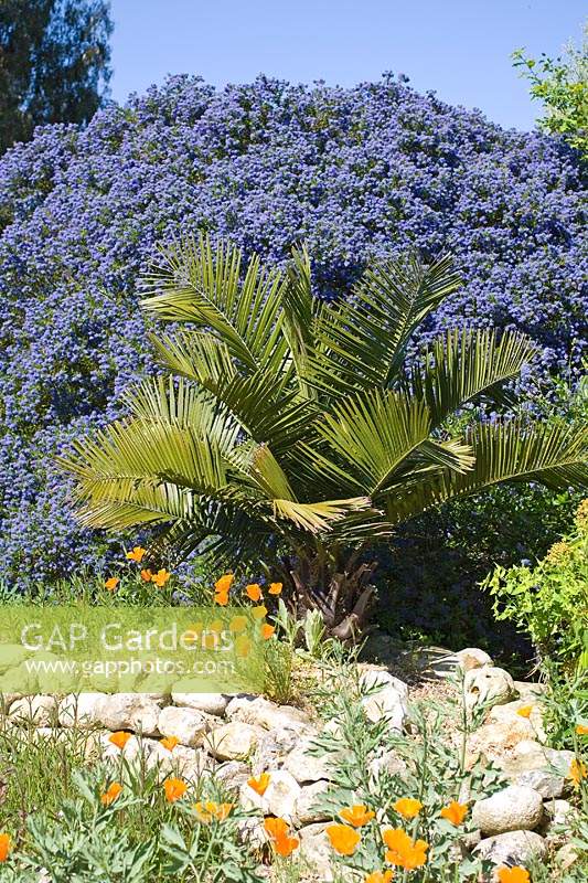Ceanothus en fleurs poussant derrière le palmier, entouré d'Eschscholzia californica - Pavot de Californie