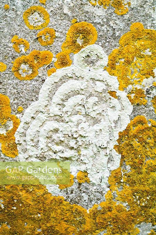 Lichens sur pierre tombale