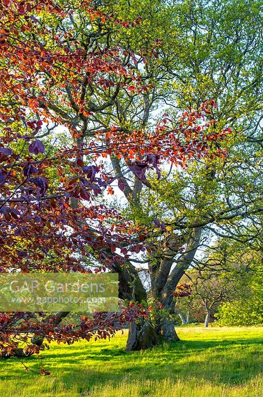 Quercus - Chêne et Fagus sylvatica f. purpurea - Hêtres cuivrés à Penrice Estate, Pays de Galles.