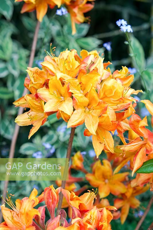 Rhododendron - Azalée 'Golden Eagle' - Knap Hill Hybrid