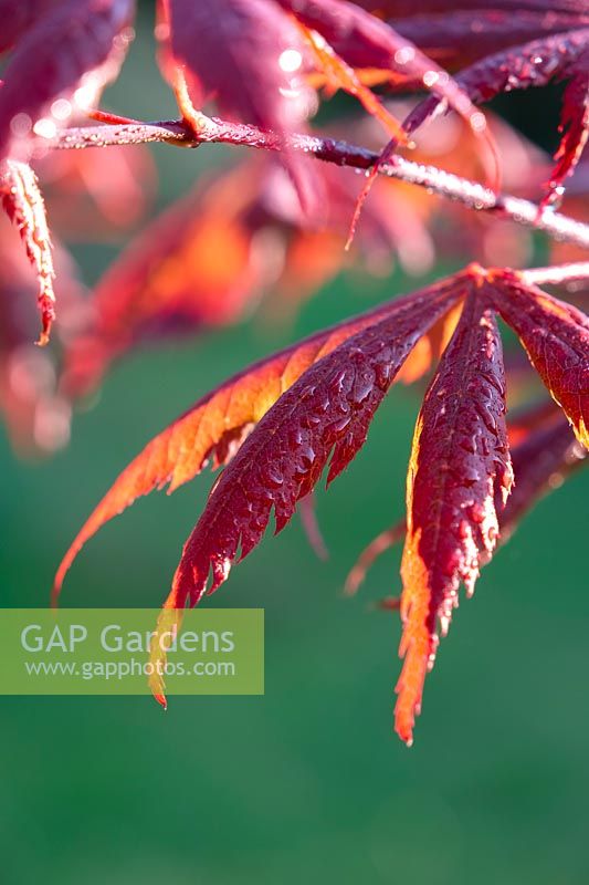 Acer palmatum 'Trompenburg' - Érable japonais 'Trompenburg'