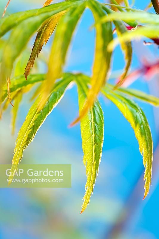 Acer palmatum 'Trompenburg' - Érable japonais 'Trompenburg'
