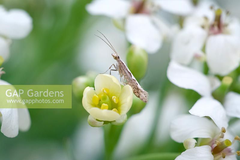 Plutella xylostella - Papillon à dos diamant sur Crambe cordifolia - Chou frisé en fleurs