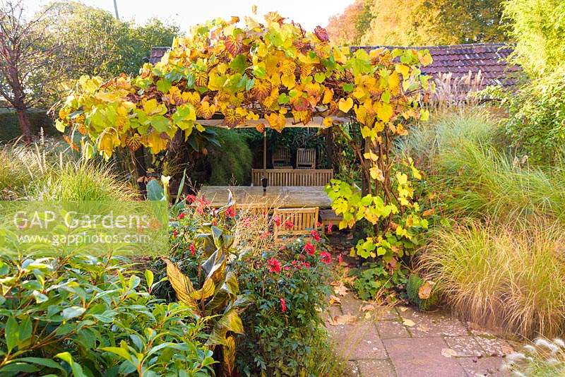 Tonnelle couverte de vigne et coin repas dans le jardin en contrebas, entouré d'herbes et de Dahlia à fleurs rouges 'Bishop of Llandaff' à la Barn House, Chepstow, Royaume-Uni.