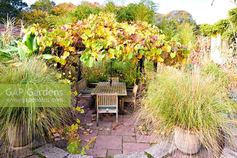 Tonnelle couverte de vigne et salle à manger dans le jardin en contrebas, encadrée par une paire de Chionochloa conspicua en pot à la Barn House, Chepstow, Royaume-Uni.