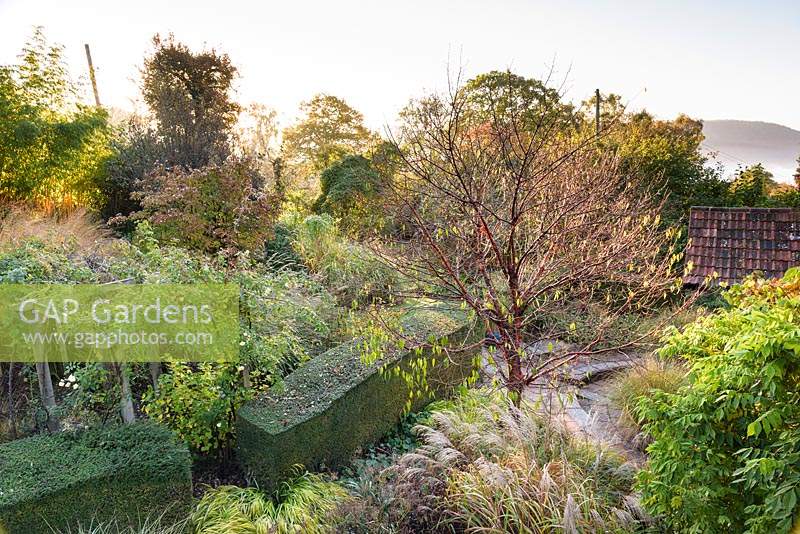 Vue vers le bas sur le jardin à Barn House, Chepstow, Royaume-Uni, avec Prunus serrula entouré d'herbes, dont Miscanthus et Hakonechloa macra 'Aureola '.