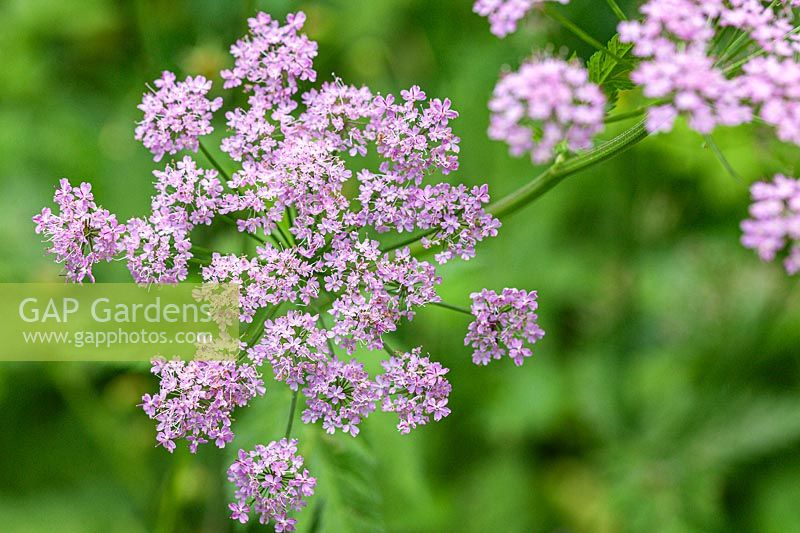 Chaerophyllum hirsutum 'Roseum'