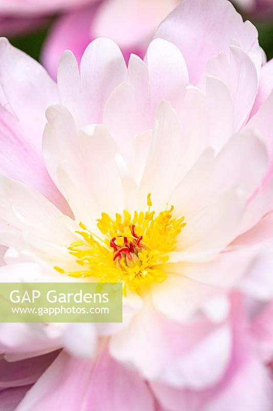 Paeonia lactiflora 'Germaine Bigot'