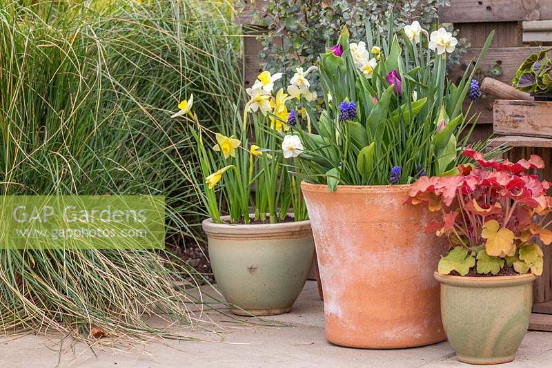 Pot mixte avec Narcisse 'Cheerfulness White', Tulipa 'Passionale' et Muscari latifolium.