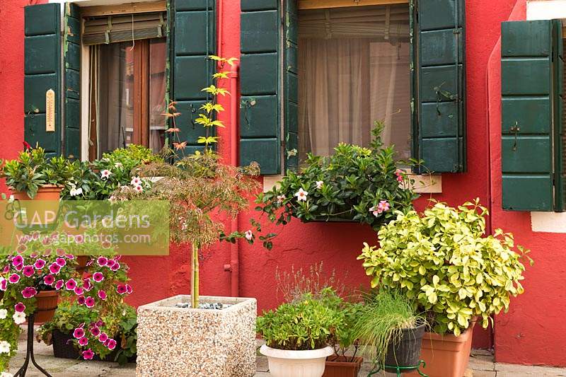 Pétunia fleurs et un Acer palmatum - érable japonais en face de la façade de la maison en stuc rouge décoré de plantes à fleurs blanches et roses sur le rebord des fenêtres, l'île de Burano, la lagune de Venise, Venise, Vénétie, Italie
