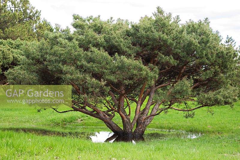 Pinus silvestris - Pin sylvestre entouré de flaques d'eau, en raison du dégel tardif du printemps et des fortes précipitations, Jardin botanique de Montréal, Québec, Canada.