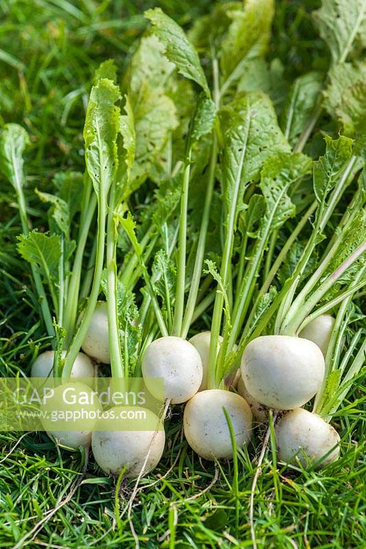 Brassica rapa subsp. rapa - Navet 'Salade Blanche'