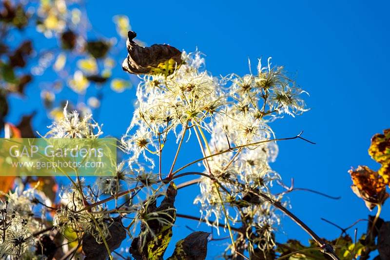 Clematis vitalba - Barbe du vieil homme