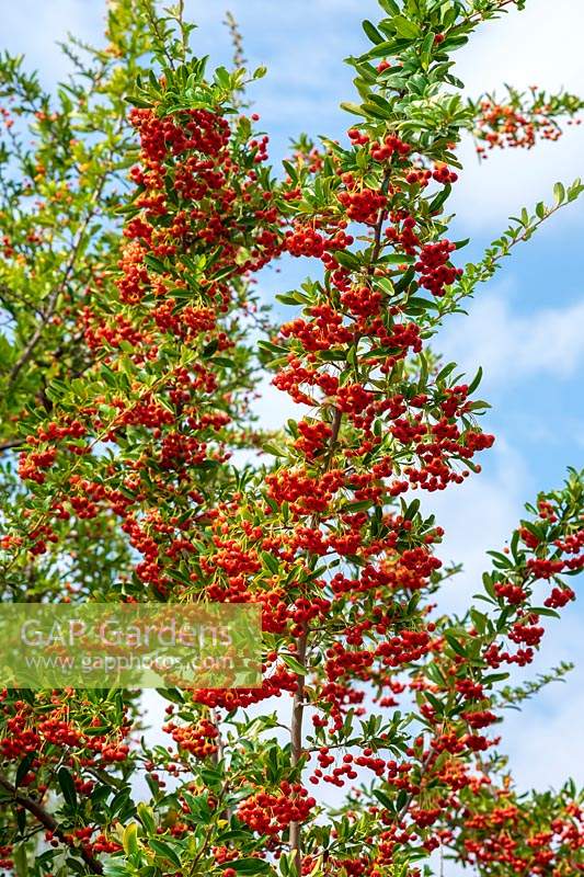 Pyracantha et autres arbustes automnaux en bordure de route à Fiesole, Florence, Italie