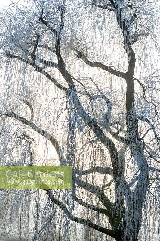 Salix babylonica 'Pendula' - Saules pleureurs couverts d'un gel de givre d'hiver