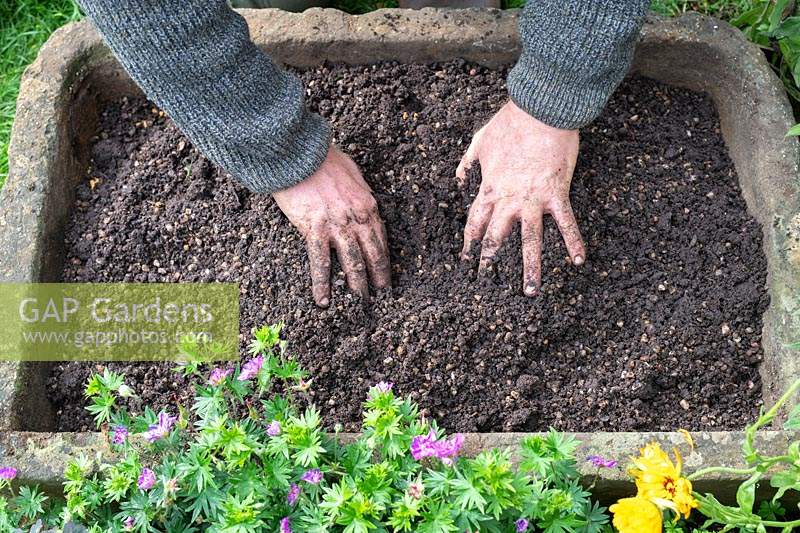 Jardinier répandant un mélange de compost graveleux dans un évier en pierre, à planter plus tard avec des sempervivums.