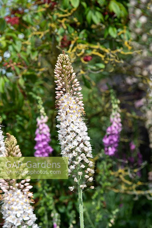 Eremurus robustus - Bougie géante du désert