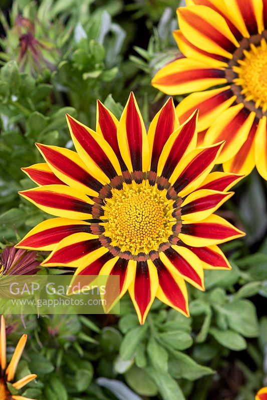 Gazania 'Big Kiss Yellow Flame' - Fleur au trésor