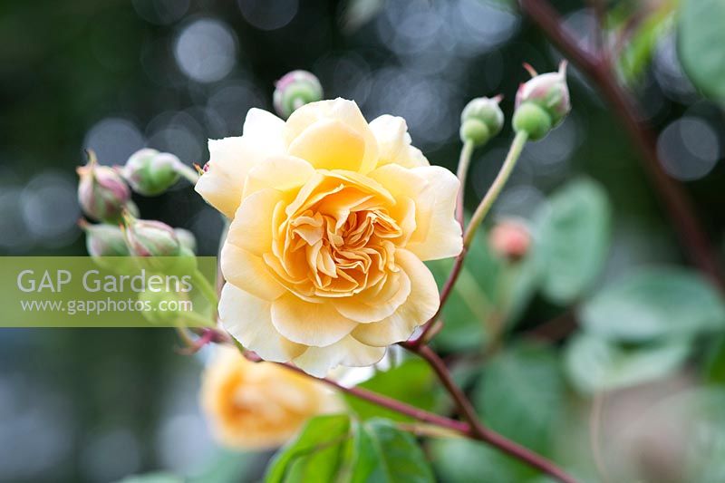 Rosa 'Buff Beauty' - Rose anglaise 'Buff Beauty'