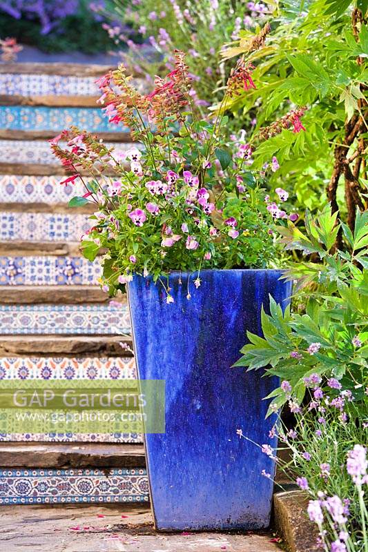 Altos et Salvia darcyi en jardinière bleue.