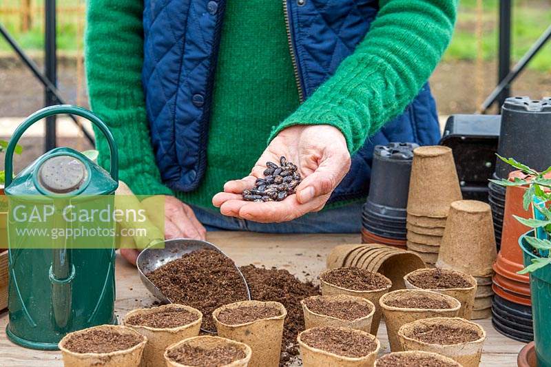 Femme tenant des haricots à semer dans des pots biodégradables - Haricot français nain 'Tendergreen'