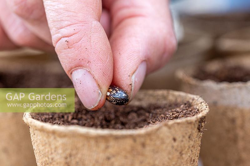 Femme semant une graine de haricot vert dans chaque pot biodégradable.