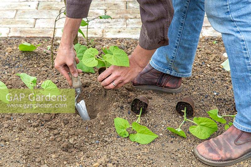 Femme plantant de jeunes haricots verts 'Tendergreen' à l'aide d'une truelle à main.