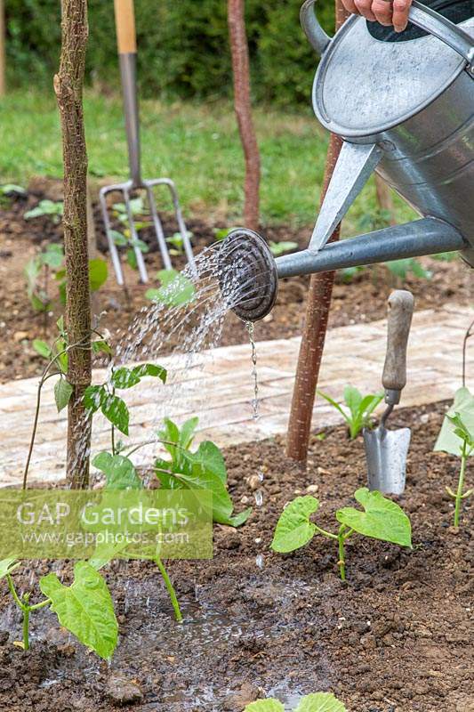 Femme arrosant des haricots verts nouvellement plantés 'Tendergreen '.