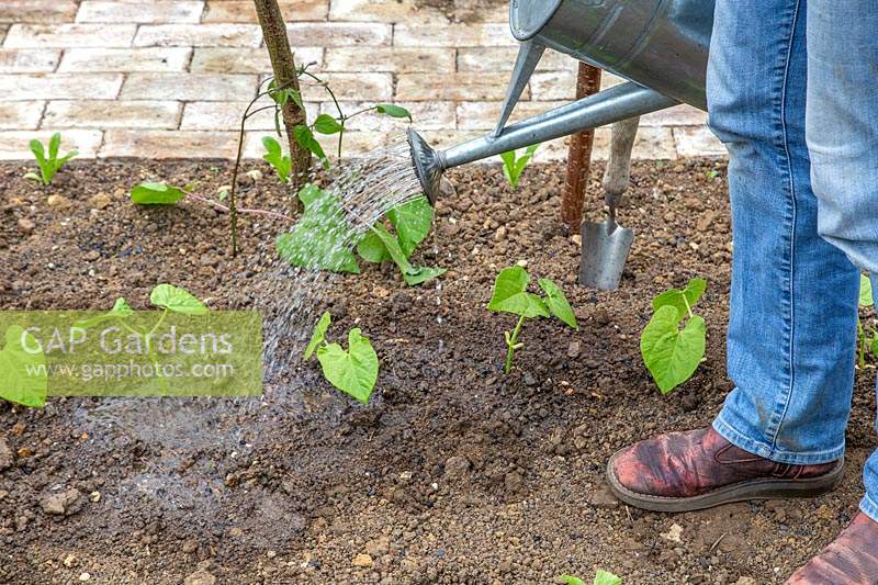 Femme arrosant des haricots verts nouvellement plantés 'Tendergreen '.