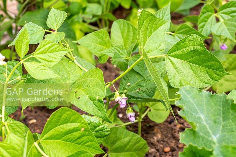 Phaseolus vulgaris 'Tendergreen' - Haricot français 'Tendergreen'