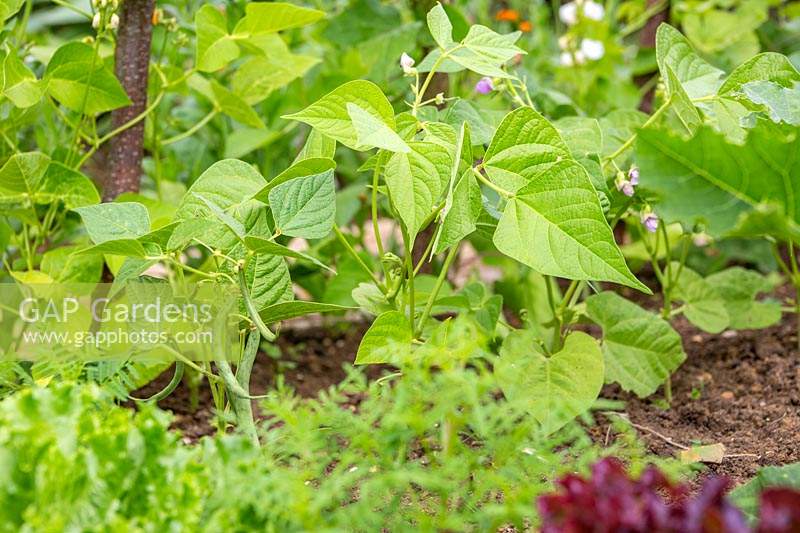 Phaseolus vulgaris 'Tendergreen' - Haricot français 'Tendergreen' avec des haricots prêts pour la cueillette.