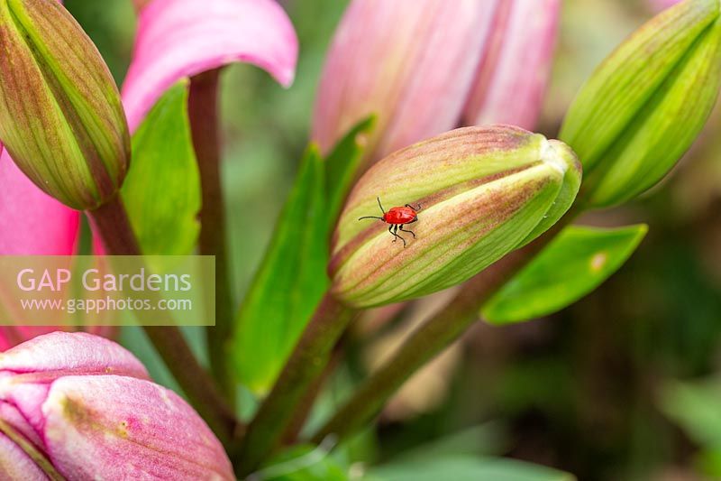 Lily Beetle - Lilioceris liliae sur bouton floral de Lilium 'Rose asiatique' -