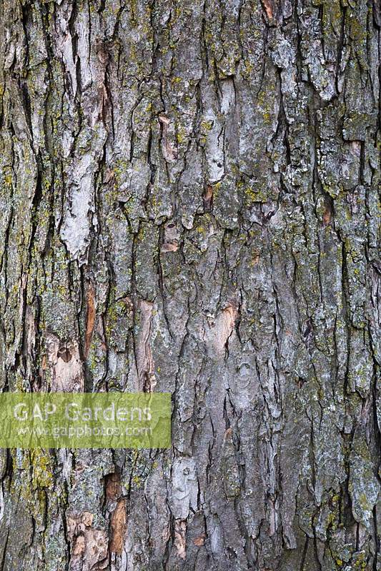 Acer saccharinum 'Pyramidale' - Détail d'écorce d'arbre en érable argenté avec Bryophyta verte - Croissance de mousse et de lichen.